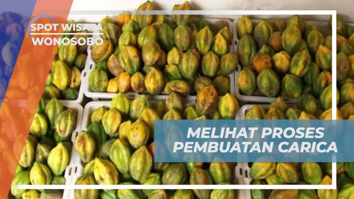 Saksikan Proses Pembuatan Carica di Wonosobo