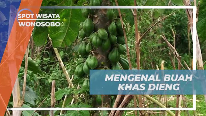 Kenali Keunikan Buah Khas Dieng, Wonosobo
