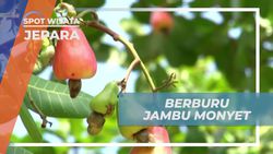 Petik Buah Jambu Monyet Segar di Karimun Jawa Besar, Jepara
