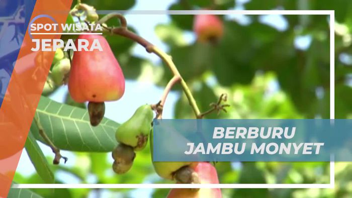 Petik Buah Jambu Monyet Segar di Karimun Jawa Besar, Jepara