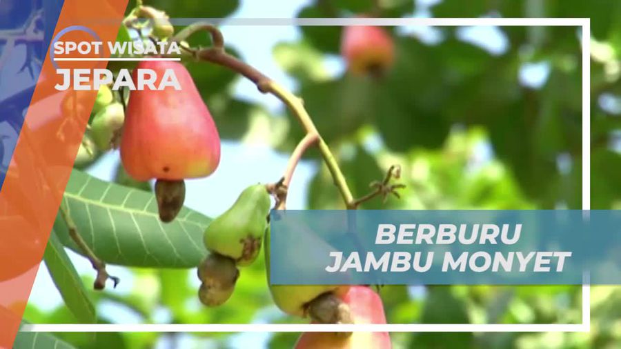 Petik Buah Jambu Monyet Segar di Karimun Jawa Besar, Jepara