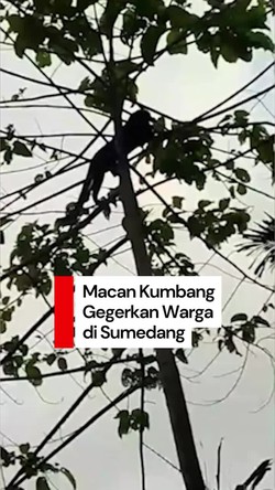 Video: Heboh Macan Kumbang Gegerkan Warga Sumedang