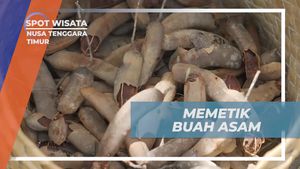 Memetik Buah Asam Tradisional di Nusa Tenggara Timur