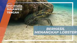 Berburu Lobster di Laut Lepas, Sulawesi Tengah Berburu Lobster di Laut Lepas, Sulawesi Tengah