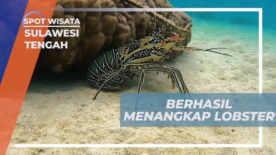 Berburu Lobster di Laut Lepas, Sulawesi Tengah