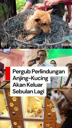 Video Pramono Segera Terbitkan Pergub Larangan Konsumsi Daging Anjing