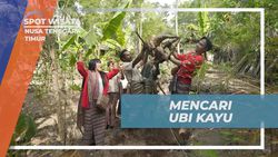 Mencari Ubi Kayu Raksasa di Nusa Tenggara Timur Mencari Ubi Kayu Raksasa di Nusa Tenggara Timur