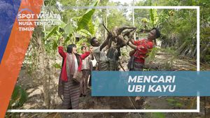 Mencari Ubi Kayu Raksasa di Nusa Tenggara Timur