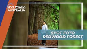 Mengabadikan Momen di Redwood Forest, Australia