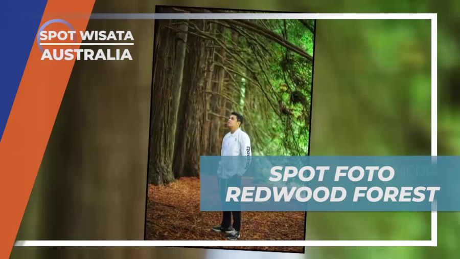 Mengabadikan Momen di Redwood Forest, Australia Mengabadikan Momen di Redwood Forest, Australia