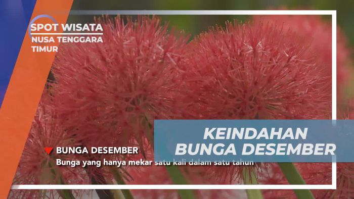 Menemukan Keindahan Bunga Langka di Nusa Tenggara Timur