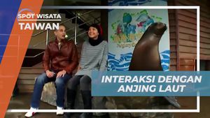 Berinteraksi Lucu dengan Anjing Laut di Farglory Ocean Park, Taiwan  