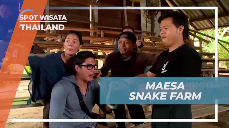 Menyaksikan Atraksi Ular di Maesa Snake Farm, Thailand  