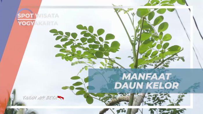 Mengetahui Manfaat Daun Kelor untuk Kesehatan Kulit di Desa Pronosutan Yogyakarta  
