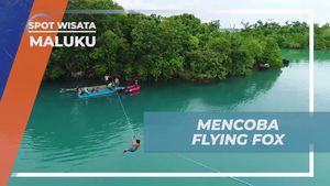 Menguak Tradisi Flying Fox yang Berbeda di Maluku