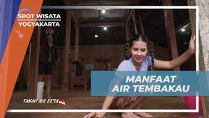 Menyelidiki Manfaat Air Tembakau untuk Mengusir Rayap dan Memperindah Warna Kayu di Yogyakarta  