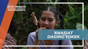 Mengetahui Khasiat Daging Tokek untuk Mengobati Gatal dan Asma di Yogyakarta  