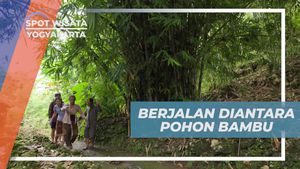 Berjalan Menyusuri Pohon Bambu dan Berburu Tokek di Desa Kapek Yogyakarta  