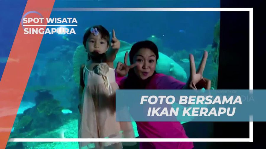 Berinteraksi Langsung dengan Ikan Kerapu di Discovery Touch Pool dan Menikmati Keunikan Laut di Singapura
