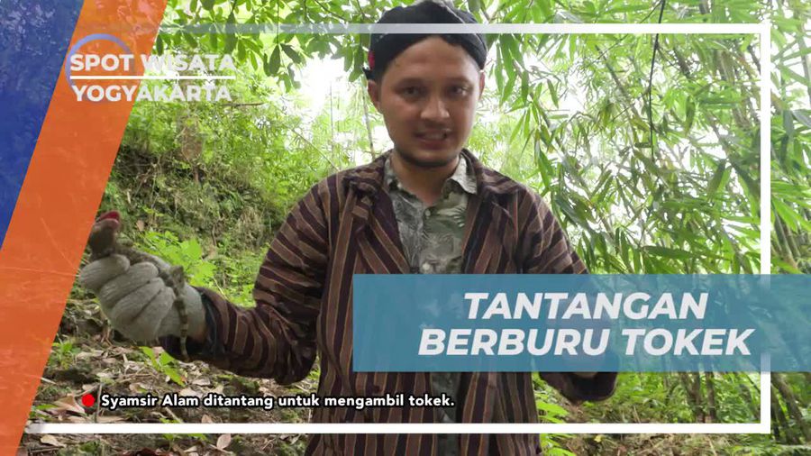 Mengikuti Tantangan Menangkap Tokek Sendiri di Desa Kapek Yogyakarta  