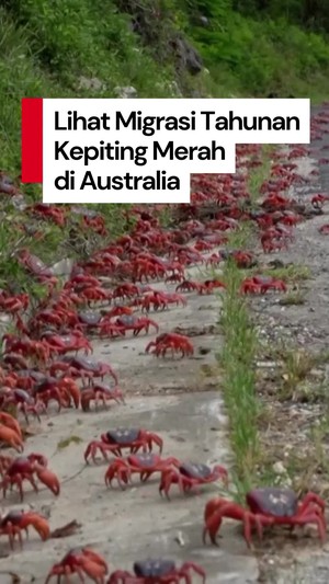 Video: Kepiting Merah Mulai Migrasi, Sejumlah Jalan di Australia Ditutup