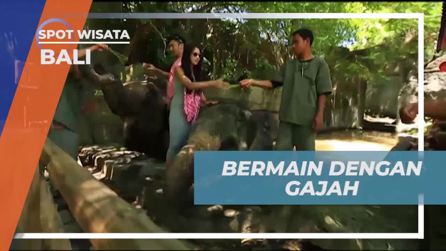 Menghadiri Aktivitas Memberi Makan Gajah di Bali Safari & Marine Park  