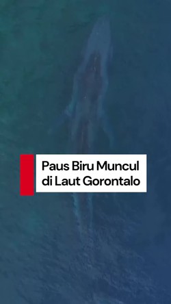 Video Heboh Paus Biru Sepanjang 20 Meter Muncul di Laut Gorontalo