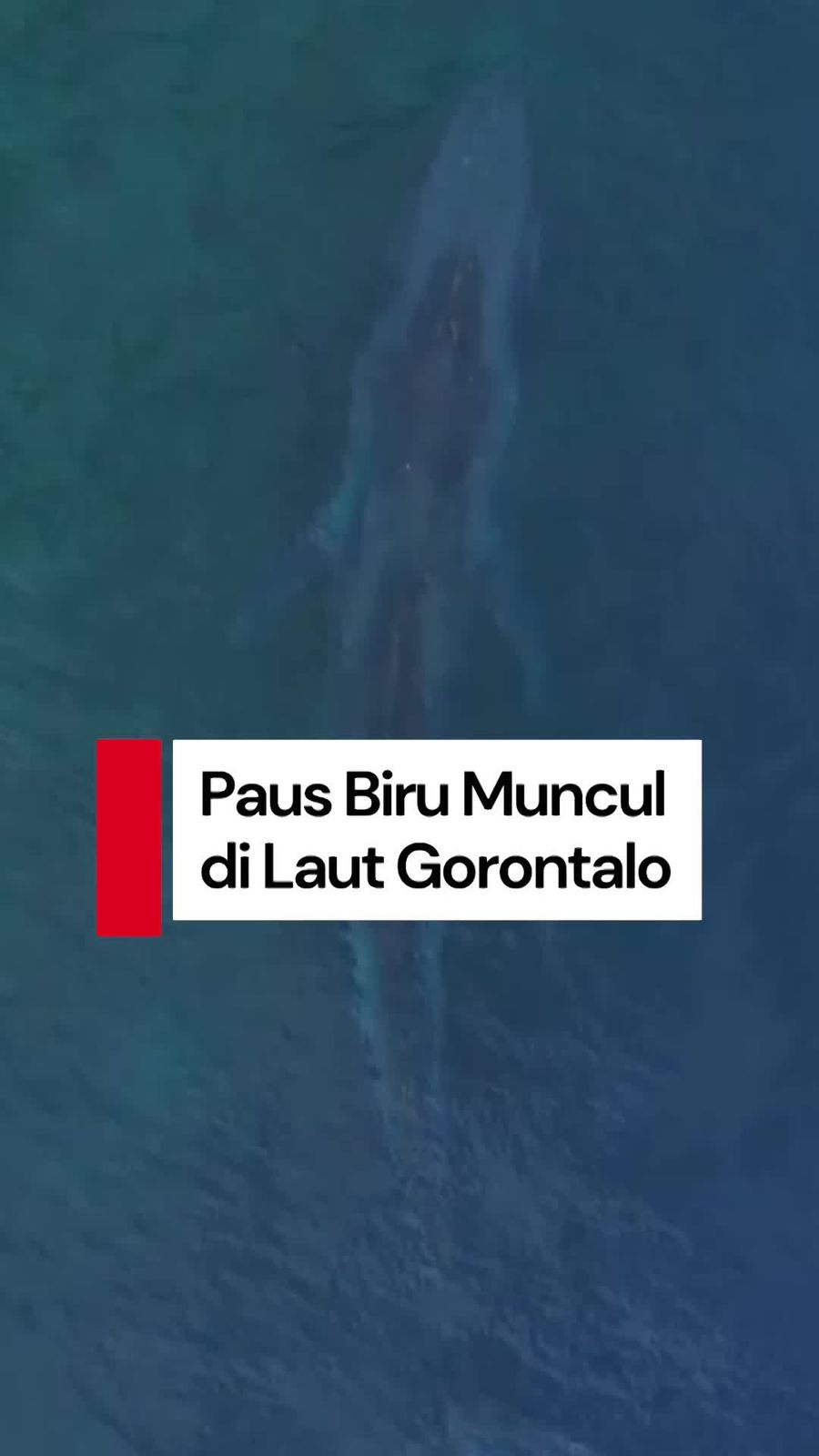 Video Heboh Paus Biru Sepanjang 20 Meter Muncul di Laut Gorontalo