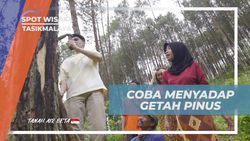 Mencoba Langsung Menyadap Getah Pinus dari Pohonnya di Tasikmalaya  