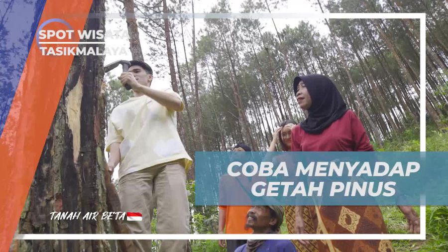 Mencoba Langsung Menyadap Getah Pinus dari Pohonnya di Tasikmalaya  