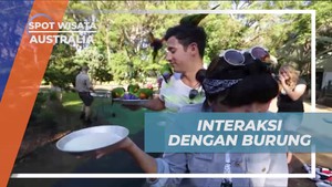 Memberi Makan Burung Lorikeet dan Berinteraksi Langsung di Wildlife Currumbin Sanctuary, Australia  