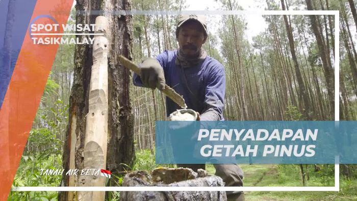 Menyadap Getah Pinus dan Menikmati Keindahan Kebun Pinus di Tasikmalaya  