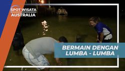 Memberi Makan Lumba-Lumba Saat Senja di Tangalooma Island, Australia  