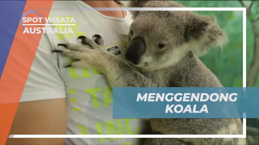 Menggendong Koala dan Berfoto Bersama di Wildlife Sanctuary, Australia  