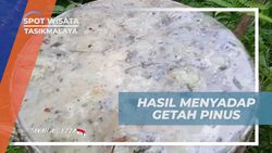 Menghasilkan Hasil Melimpah dari Menyadap Getah Pinus Bersama Warga di Tasikmalaya  