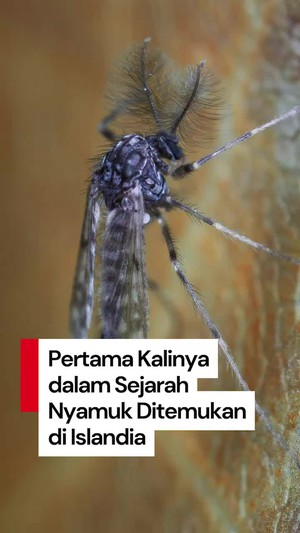 Video: Nyamuk Ditemukan di Islandia, Ini Tanda Krisis Iklim Kian Nyata!