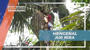 Menyelami Keindahan Air Nira dari Pohon Aren di Semarang  