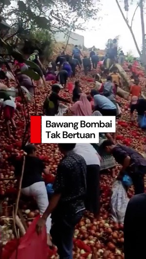 Video: Heboh Warga Serbu Bawang Bombai Tak Bertuan di Batam