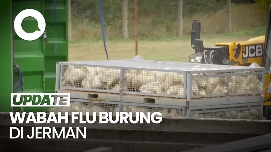 Video: 130 Ribu Unggas di Peternakan Jerman Dimusnahkan Imbas Flu Burung Video: 130 Ribu Unggas di Peternakan Jerman Dimusnahkan Imbas Flu Burung