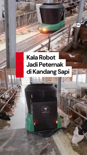 Video: Nggak Ada Manusia yang Kerja di Peternakan Sapi Ini, Full AI!
