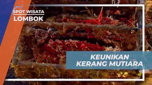 Melihat Kerang Mutiara Muda yang Masih Berkembang di Lombok  