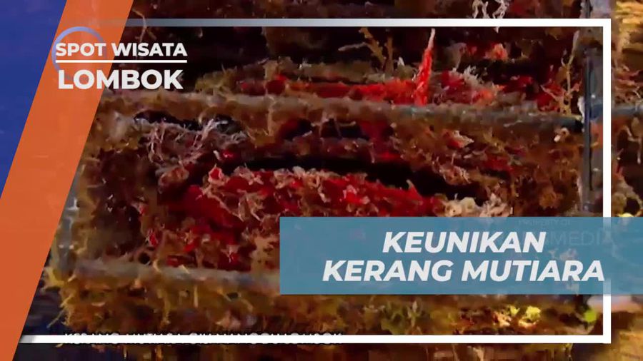 Melihat Kerang Mutiara Muda yang Masih Berkembang di Lombok  