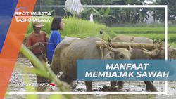 Menggemburkan Tanah Melalui Membajak Sawah di Desa Taraju, Tasikmalaya  