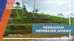 Membajak Sawah Menggunakan Kerbau di Desa Taraju, Tasikmalaya  