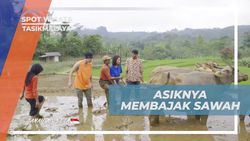 Menikmati Serunya Membajak Sawah Bersama Warga di Tasikmalaya  