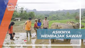 Menikmati Serunya Membajak Sawah Bersama Warga di Tasikmalaya  