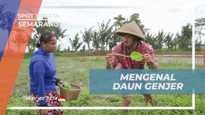 Mengenal Keindahan Daun Genjer di Desa Banyubiru, Semarang  