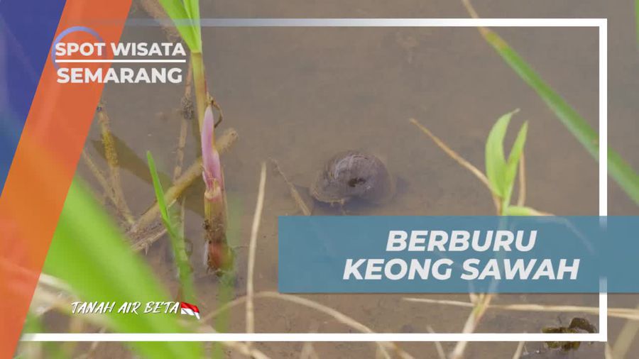 Menyelami Keindahan Keong Sawah di Desa Banyubiru dan Mendapatkan Bahan Masakan yang Lezat  