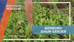 Berburu Daun Genjer di Persawahan Banyubiru dan Menikmati Hasilnya Untuk Masakan  