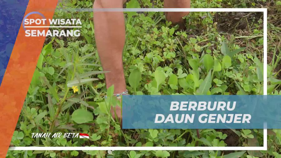 Berburu Daun Genjer di Persawahan Banyubiru dan Menikmati Hasilnya Untuk Masakan  